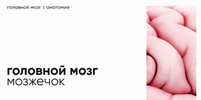 [Topanatomy] Dr.Vorobev ― Мозжечок_ строение и фун_0.png